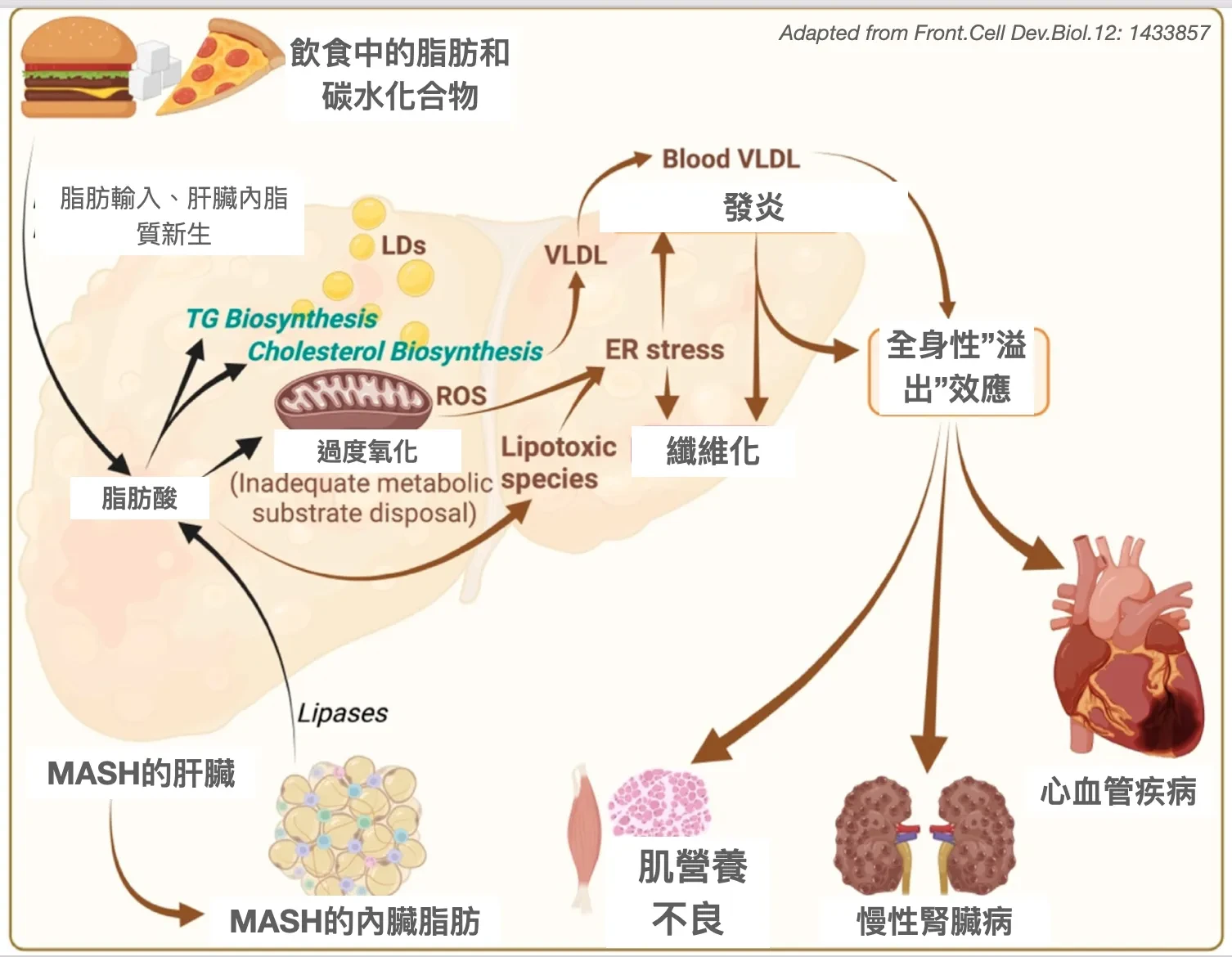 脂肪肝除了對肝臟不好外,也會影響其他器官嗎